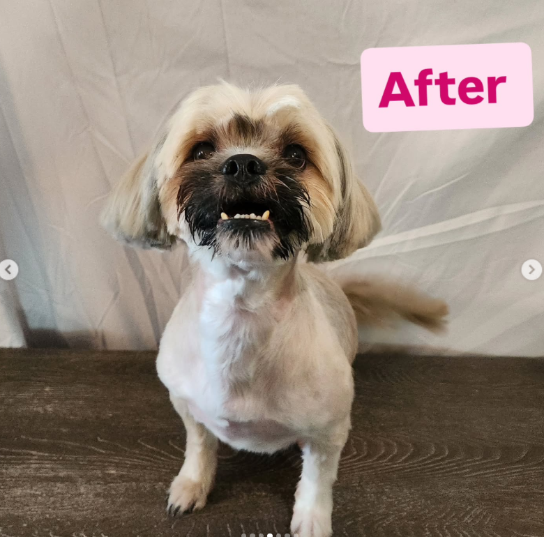 Pet grooming client transformation